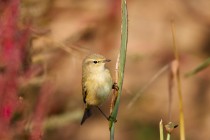 00891-Common_Chiffchaff_O