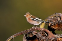 00892-Common_Chaffinch