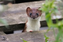 00893-Stoat_O