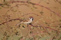 00894-Eurasian_Tree_Sparrow