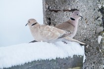 00895-Eurasian_Collared_Doves