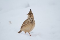 00896-Crested_Lark_O