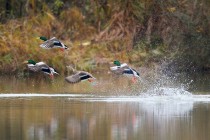 00898-Mallards_O