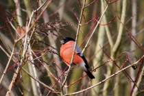 00899-Eurasian_Bullfinch