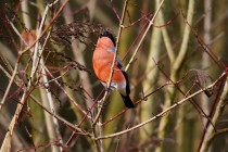 00900-Eurasian_Bullfinch