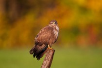 00901-Common_Buzzard