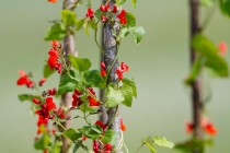 00902-Scarlet_Runner_Bean_O