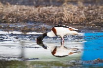 00903-Common_Shelduck