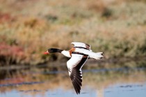 00904-Common_Shelduck