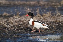 00905-Common_Shelduck