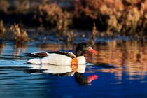 00906-Common_Shelduck_O