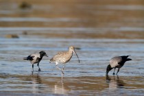 00907-Eurasian_Curlew_and_Hooded_Crows