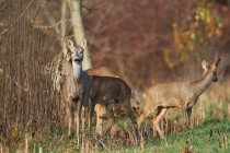 00910-Roe_Deer