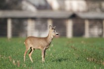 00911-Roe_Deer