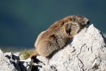 00412-Alpine_Marmot