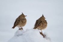 00614-Crested_Larks