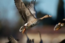 00629-White-fronted_Goose