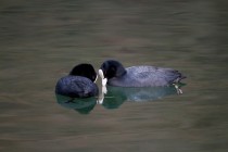 00636-Eurasian_Coots