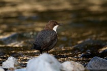 00679-White-throated_Dipper