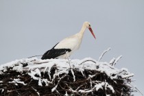 00912-White_Stork