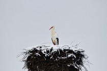 00913-White_Stork