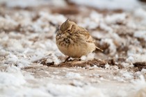 00914-Crested_Lark