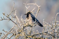 00915-Hooded_Crow