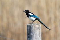 00916-Common_Magpie_O