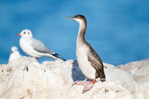 00918-Shag_and_Black-headed_Gull