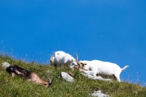 00920-Domestic _Goats_O