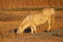 00921-Camargue_Horse