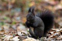 00922-Red_Squirrel