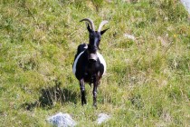 00923-Domestic_Goat