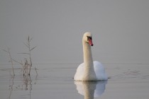 00924-Mute_Swan_O