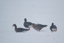 00669-White-fronted_Geese_O