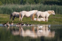 00925-Camargue_Horses_greylag_Geese_O