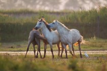 00926-Camargue_Horses