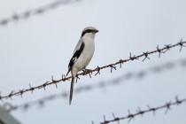 00927-Great_Grey_Shrike