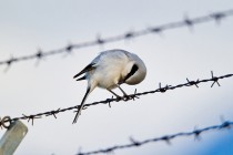 00928-Great_Grey_Shrike_O