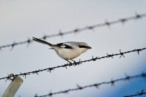 00929-Great_Grey_Shrike