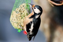 00930-Great_Spotted_Woodpecker