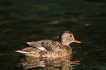 00931-Gadwall