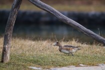 00932-Eurasian_Wigeon_O