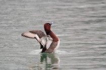 00933-Pochard_X_Ferruginous_Duck_O