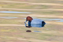 00934-Pochard