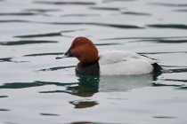 00935-Pochard