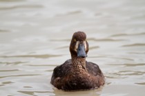 00936-Tufted_Duck
