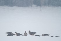 00937-White-fronted_Geese_O
