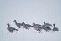 00938-White-fronted_Geese