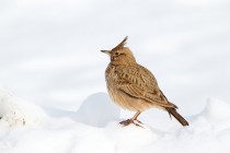 00939-Crested_Lark